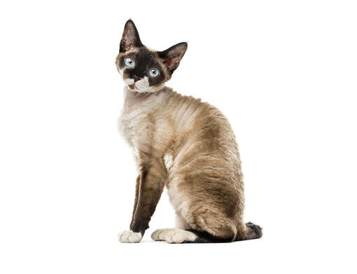 Devon rex Les races de chats Purina